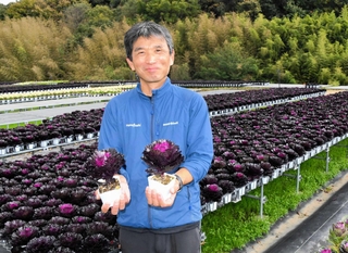 丹精したハボタンを手にする大塩芳弘社長。「逆境の今こそ産地の力を見せていきたい」＝加西市岸呂町