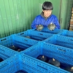 ＪＡあわじ島が試験栽培し、収穫した西洋カボチャ「グラッセ」＝南あわじ市榎列大榎列、同ＪＡ榎列集出荷場