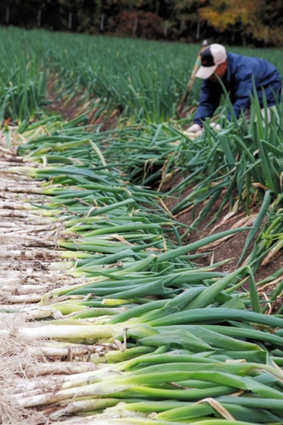 朝来市で栽培されている特産の「岩津ねぎ」＝朝来市岩津