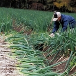 朝来市で栽培されている特産の「岩津ねぎ」＝朝来市岩津