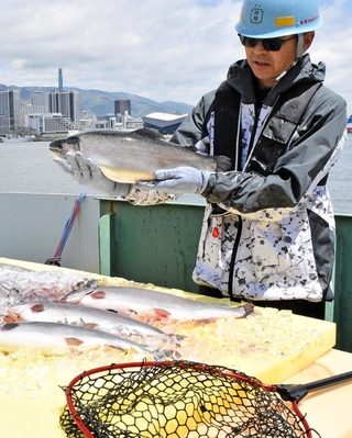 水揚げされたトラウトサーモン＝神戸市中央区東川崎町３、川崎重工業神戸工場