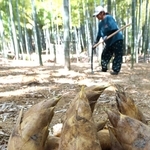 春の味覚タケノコ。収穫することが竹林の管理になる＝姫路市内