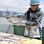 水揚げされたトラウトサーモン＝神戸市中央区東川崎町３、川崎重工業神戸工場