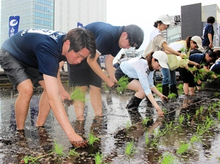 屋上農園で酒米の苗を植える白鶴酒造の社員ら＝東京都中央区銀座５