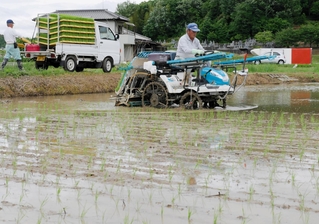田んぼに植え付けられるコメの新品種「コ・ノ・ホ・シ」の苗＝２５日、加西市島町