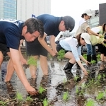 屋上農園で酒米の苗を植える白鶴酒造の社員ら＝東京都中央区銀座５