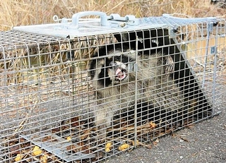 おりで捕獲されたアライグマ（神戸市提供）
