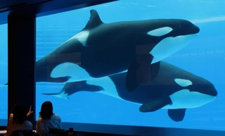 開業前に公開された「ブルーオーシャンオルカスタディアム」。食事をしながらシャチの泳ぐ姿を見ることができる＝２０２４年５月、神戸市須磨区若宮町１、神戸須磨シーワールド（撮影・笠原次郎）