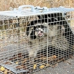 おりで捕獲されたアライグマ（神戸市提供）