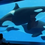 開業前に公開された「ブルーオーシャンオルカスタディアム」。食事をしながらシャチの泳ぐ姿を見ることができる＝２０２４年５月、神戸市須磨区若宮町１、神戸須磨シーワールド（撮影・笠原次郎）