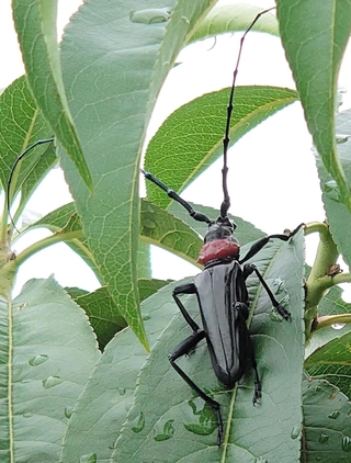 クビアカツヤカミキリ（兵庫県提供）