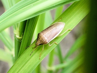 イネカメムシの成虫（兵庫県病害虫防除所提供）