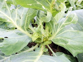 食害を受け、正常に結球しないキャベツ（兵庫県病害虫防除所提供）