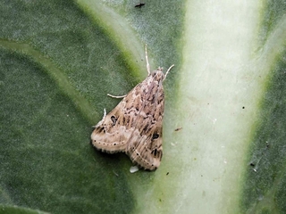 ハイマダラノメイガの成虫。体長は約１０ミリ（兵庫県病害虫防除所提供）