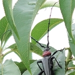 クビアカツヤカミキリ（兵庫県提供）