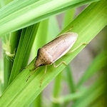 イネカメムシの成虫（兵庫県病害虫防除所提供）