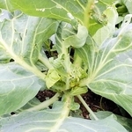 食害を受け、正常に結球しないキャベツ（兵庫県病害虫防除所提供）