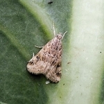ハイマダラノメイガの成虫。体長は約１０ミリ（兵庫県病害虫防除所提供）