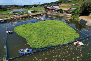 池に大繁殖したナガエツルノゲイトウ
