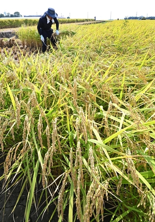 黄金色に実った稲穂を刈る男性＝２６日午後、神戸市西区岩岡町野中（撮影・斎藤雅志）