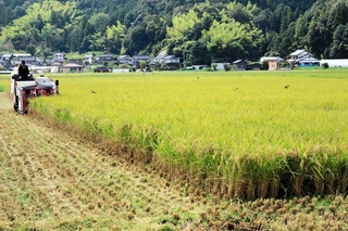但馬地域の田んぼでも稲刈りが始まった＝２５日午後、豊岡市出石町内
