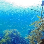 アジの群れが泳ぐ竹野浜海岸の海。ダイビングが楽しめる＝豊岡市竹野町竹野