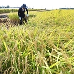黄金色に実った稲穂を刈る男性＝２６日午後、神戸市西区岩岡町野中（撮影・斎藤雅志）