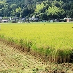 但馬地域の田んぼでも稲刈りが始まった＝２５日午後、豊岡市出石町内