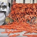 加熱・冷却され、かごから出てきたポールウインナー。約３千本が大河のように流れ出た＝西宮市高畑町