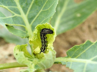 ハスモンヨトウの中齢幼虫（兵庫県病害虫防除所提供）