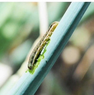 シロイチモジヨトウの中齢幼虫（兵庫県病害虫防除所提供）