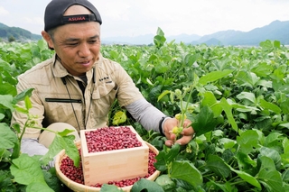 昨年収穫した丹波大納言小豆を手にする中出靖大さん。畑ではいま小豆の黄色い花が咲いている＝１７日、丹波市春日町稲塚