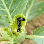 ハスモンヨトウの中齢幼虫（兵庫県病害虫防除所提供）