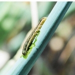 シロイチモジヨトウの中齢幼虫（兵庫県病害虫防除所提供）