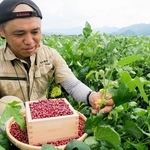 昨年収穫した丹波大納言小豆を手にする中出靖大さん。畑ではいま小豆の黄色い花が咲いている＝１７日、丹波市春日町稲塚