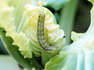 キャベツの葉を食べるオオタバコガの幼虫（兵庫県病害虫防除所提供）