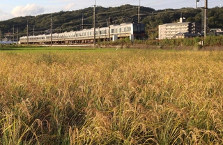 収穫期を迎えた田んぼ＝９月、三田市内