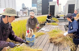 屋上農園で酒米を収穫する白鶴酒造の社員ら＝東京都中央区