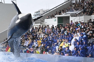 神戸須磨シーワールドのダイナミックなシャチのショー。インバウンドにも人気＝神戸市須磨区若宮町１