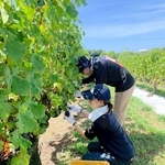 こうべアグリパークの畑で、ブドウの手摘み作業に取り組むニッケの社員ら（同社提供）