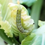 キャベツの葉を食べるオオタバコガの幼虫（兵庫県病害虫防除所提供）