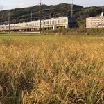 収穫期を迎えた田んぼ＝９月、三田市内