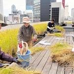 屋上農園で酒米を収穫する白鶴酒造の社員ら＝東京都中央区