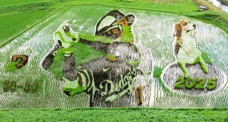 岩手県奥州市の跡呂井（あとろい）田んぼアート。米大リーグ大谷翔平選手の出身地である（２０２５年６月、筆者母撮影）