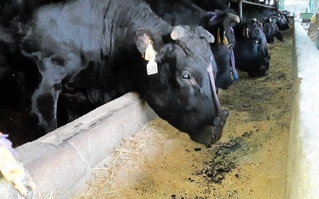 酒造りに使った活性炭が入った飼料を食べる牛（白鶴酒造提供）