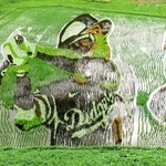 岩手県奥州市の跡呂井（あとろい）田んぼアート。米大リーグ大谷翔平選手の出身地である（２０２５年６月、筆者母撮影）