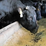 酒造りに使った活性炭が入った飼料を食べる牛（白鶴酒造提供）