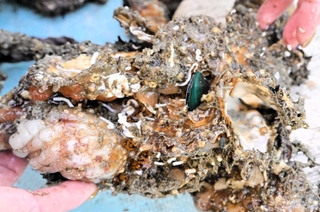 口を開けて死んでいるカキ＝11月、赤穂市の坂越湾沖