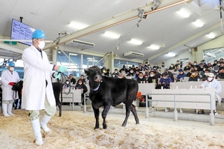 但馬家畜市場の競りに出品された但馬牛の子牛＝２０２３年１月、養父市大薮