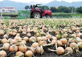 淡路島特産のタマネギ。南あわじ市の農業産出額をけん引した＝２０２５年６月、南あわじ市八木国分